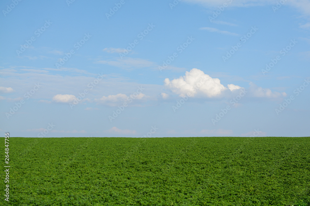 field of green grass and blue sky field of green grass and blue sky