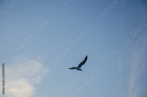 Seagull flying on clear day in sunset
