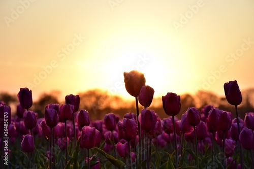 purple tulip field in sunset light in lisse, holland © mariiakamenska