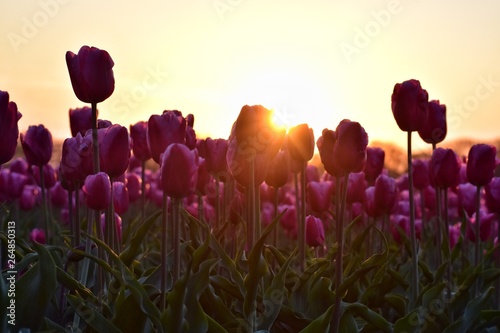purple tulips field in sunset light in Lisse, Holland