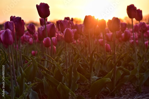 purple tulips field in sunset light in Lisse, Holland