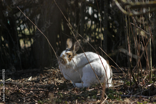 Cute white spotted bunny sitting outside near bushes and chewing a twig.