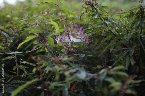 Detalhes