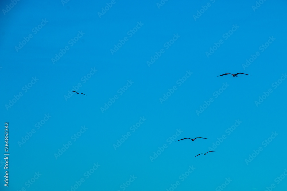 Fototapeta premium seagull