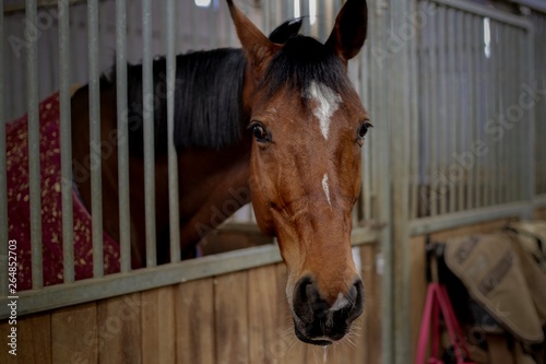 Medium shot of brown horse in his stable 