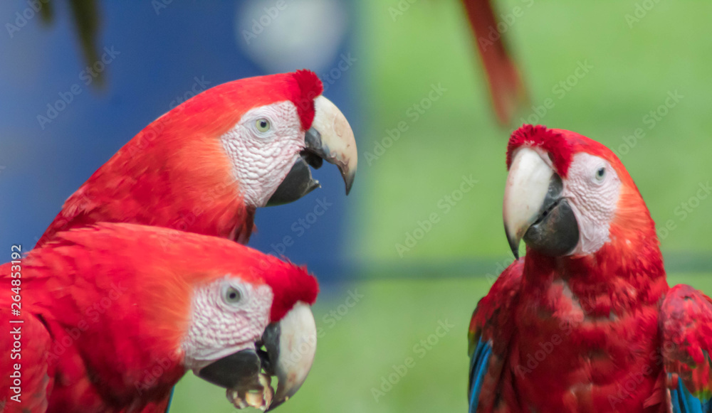 HERMOSAS LAPAS EN COSTA RICA