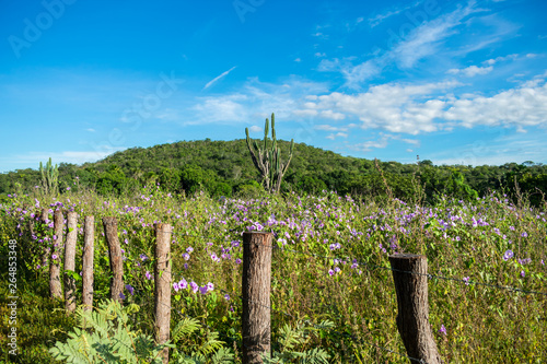 A view of the Sertao landscape, a semiarid region in the Caatinga biome - Oeiras, Piaui state, Brazil