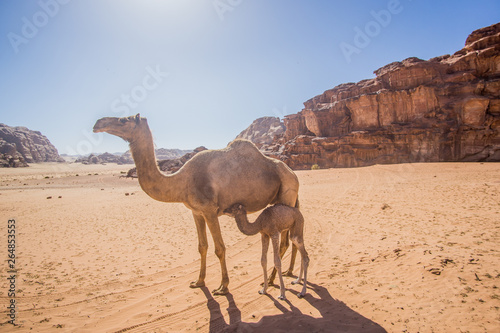 Camels in a beautiful day at the Jordanian desert of Wadi Rum. wide dessert with an amazing mountains and sand dunes. 