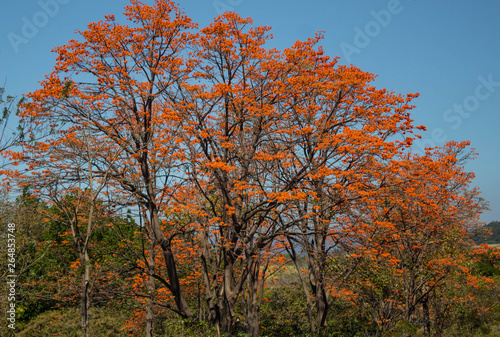 Arboles floreados en Costa Rica