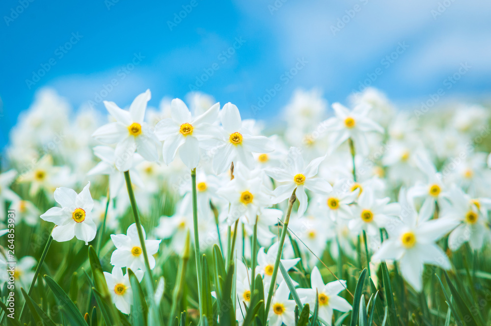 Daffodils glade, field of flowers, narcissus stellaris