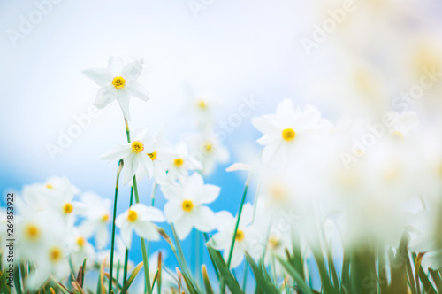 Obraz na plátne Daffodils glade, field of flowers, narcissus stellaris