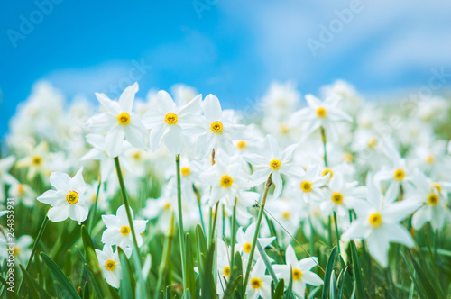 Daffodils glade, field of flowers, narcissus stellaris