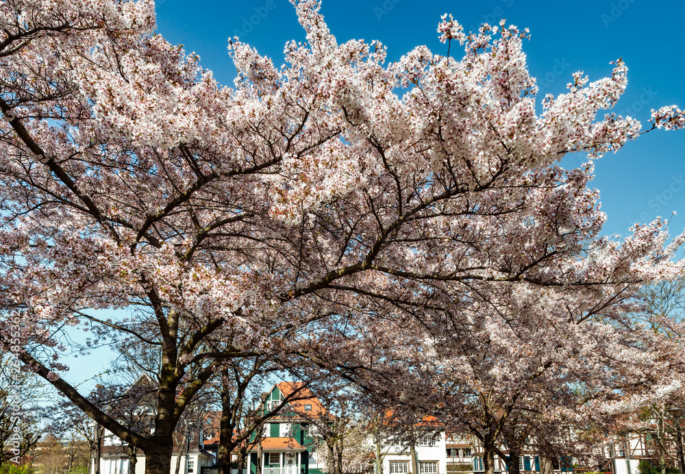Cherry trees flowering at spring, Strasbourg, Alsace Cherry trees flowering at spring, Strasbourg, Alsace