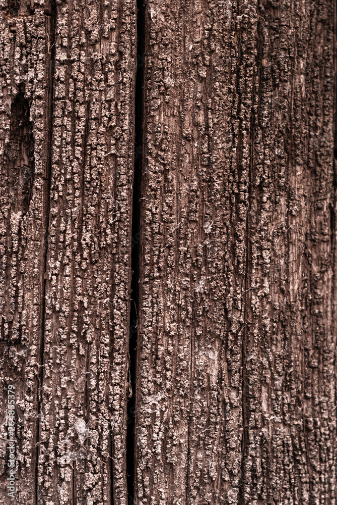 Obraz premium background - texture of a rotten tree
