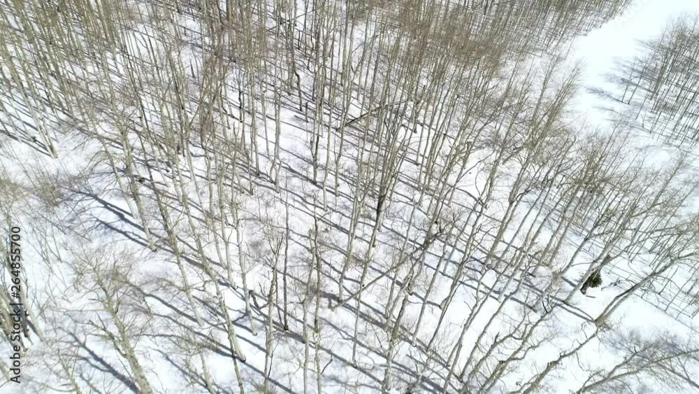 aerial, cold, landscape, nature, pattern, plans, shadow, texture, Trees, white, Winter snow aerial, cold, landscape, nature, pattern, plans, shadow, texture, Trees, white, Winter snow