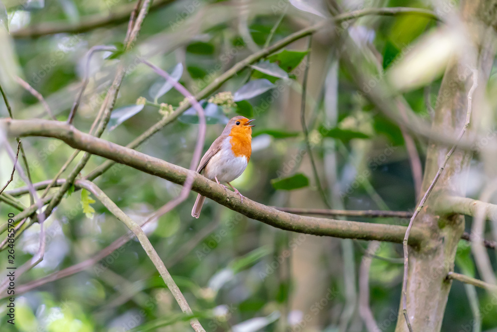 Robin bird on the branch in the forest Robin bird on the branch in the forest