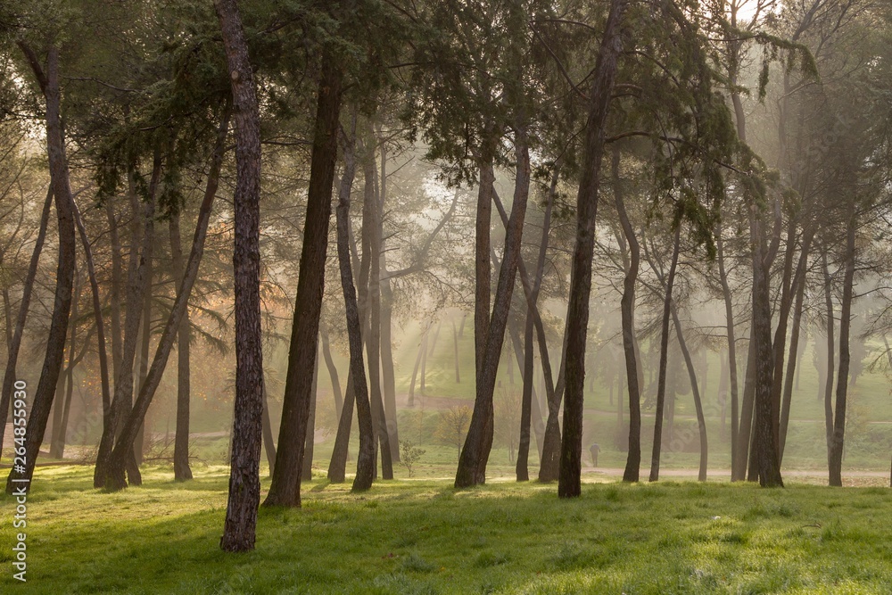 landscape of trees in the forest early in the morning landscape of trees in the forest early in the morning
