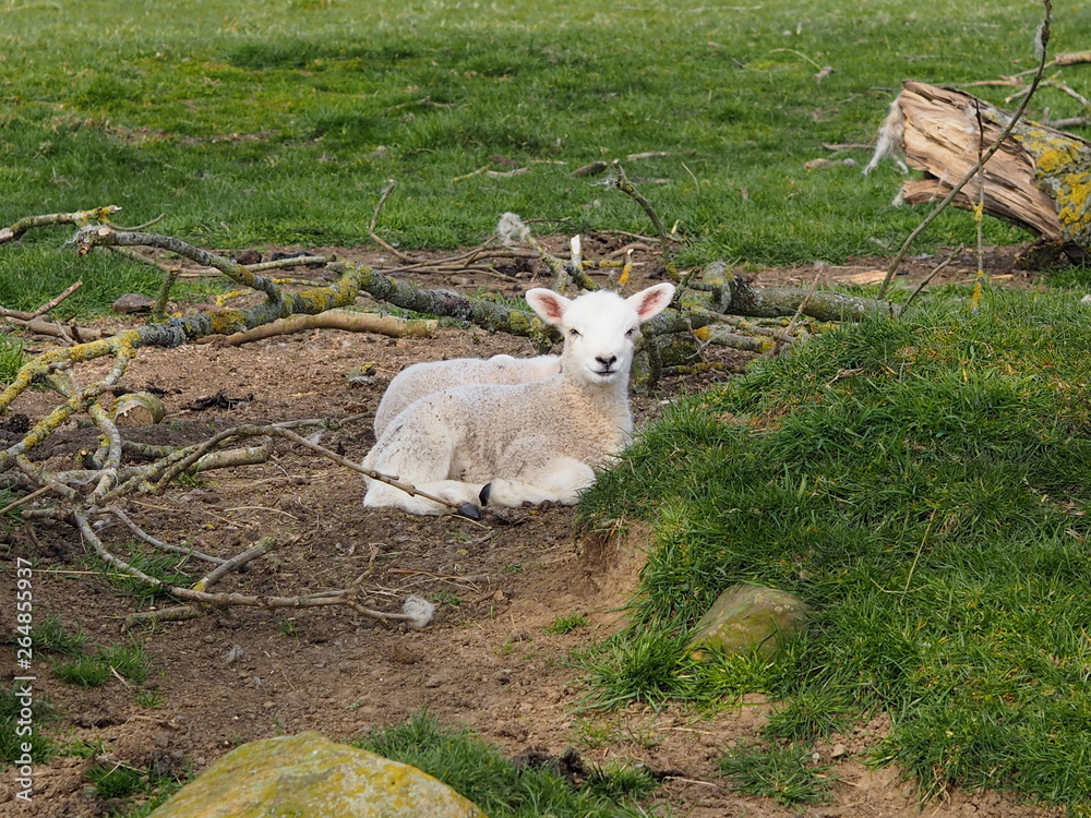 Obraz premium Lamb lieing in a field