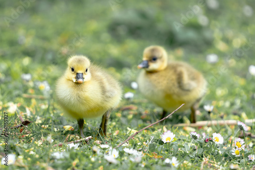 yellow duckling on the grass © Mariia