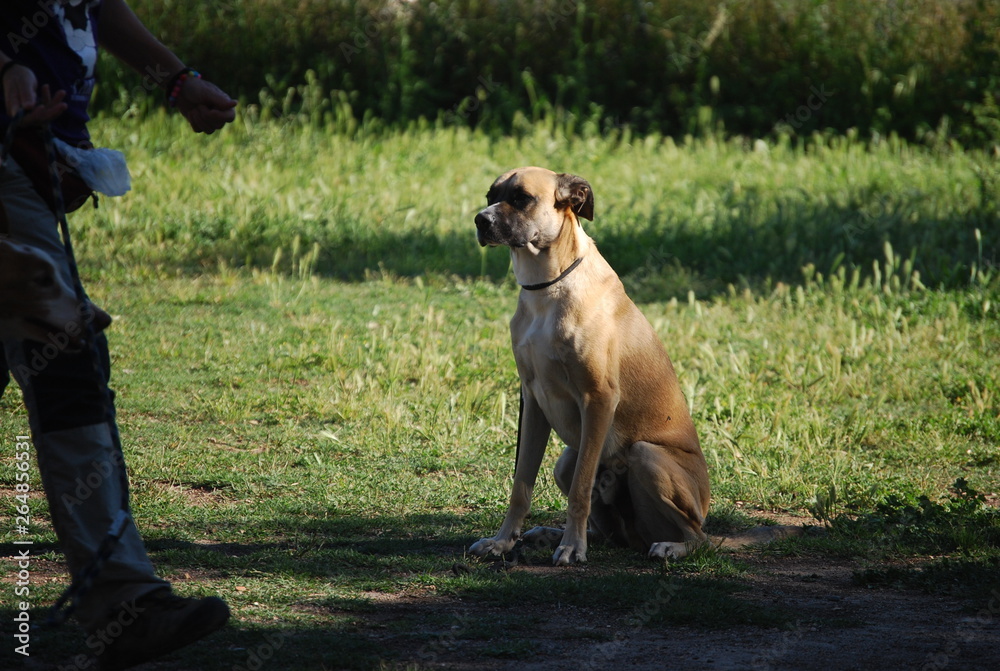 Dogs at Canine Training School