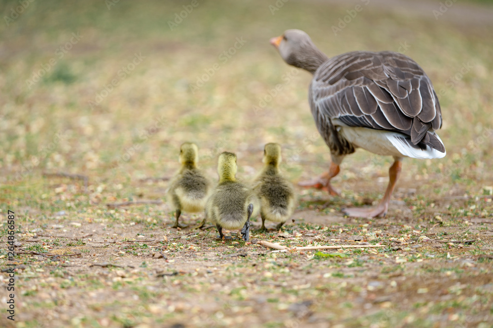 female mallard duck with duckling female mallard duck with duckling