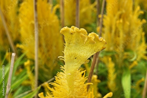 Celosia - Brandschopf photo