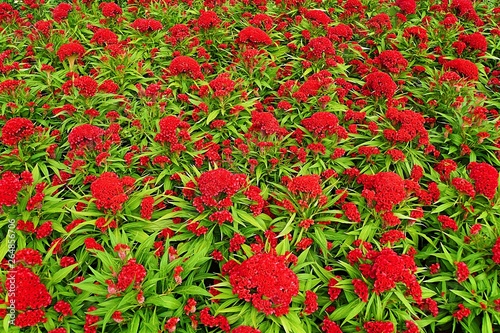 Celosia - Brandschopf photo