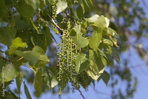 Fotótapéta Leaves and fruits of a Canadian poplar (Populus x canadensis)