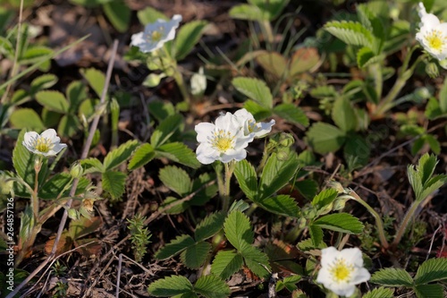 Blossoms of the strawberry species Fragaria viridis.