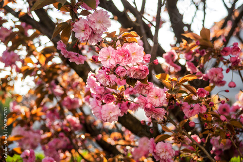 Beautiful pink sakura flowering in Strasbourg, Springtime