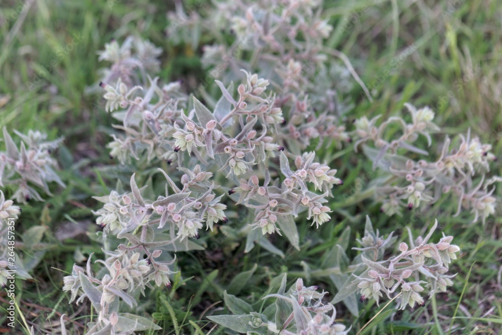 Flowers and leaves of the monkswort Nonea pulla Flowers and leaves of the monkswort Nonea pulla