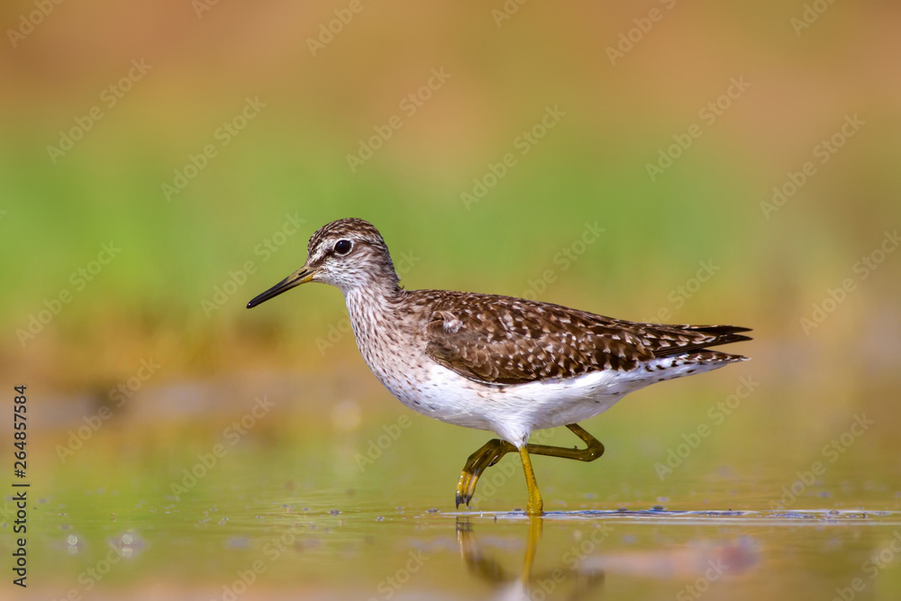 Common water bird. Bird: Wood Sandpiper. Tringa glareola. Colorful nature background. Common water bird. Bird: Wood Sandpiper. Tringa glareola. Colorful nature background.