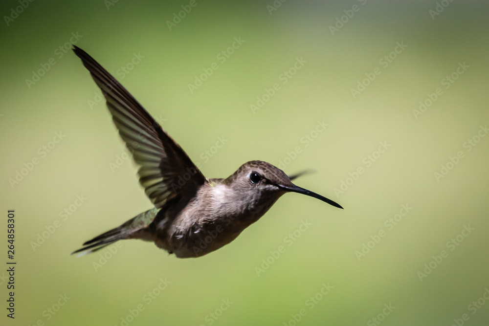 hummingbird in flight hummingbird in flight