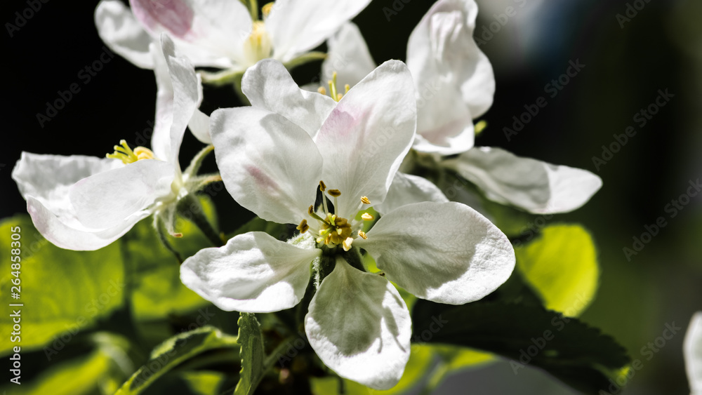 Apfelblüte im Sonnenschein Apfelblüte im Sonnenschein