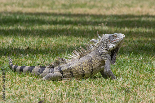 A green iguana posing in the grass in Curacao