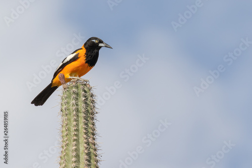 Cuadro en lienzo Venezuelan troupial bird on top of a Kadushi cactus