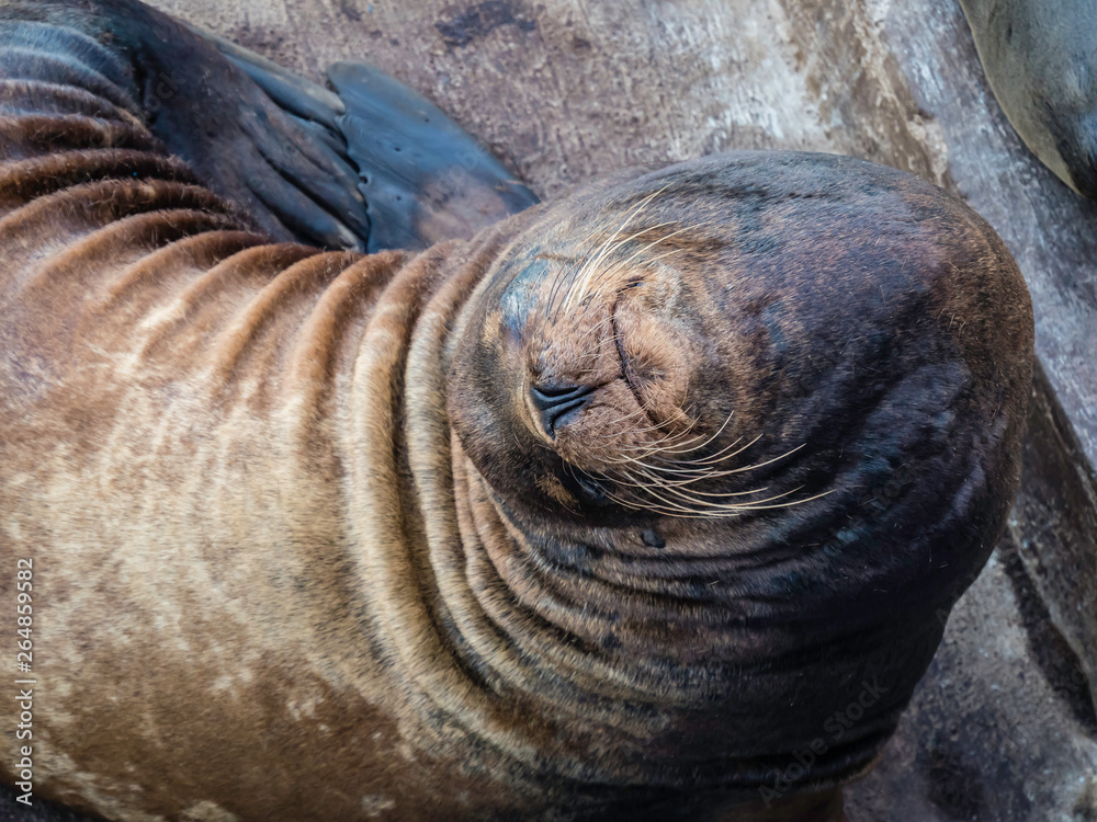 Cute Galapagos Sea Lions resting with his eyes close
