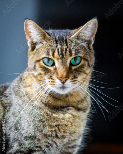 cat with green eyes