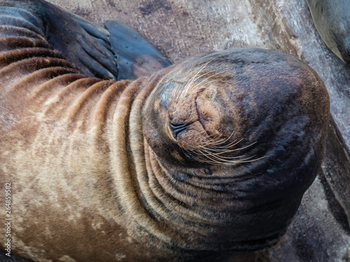 Cute Galapagos Sea Lions resting with his eyes close