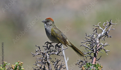 A Green-tailed Towhee (Pipilo chlorurus) perched in a tree, shot in Black Canyon of the Gunnison National Park, Colorado. photo