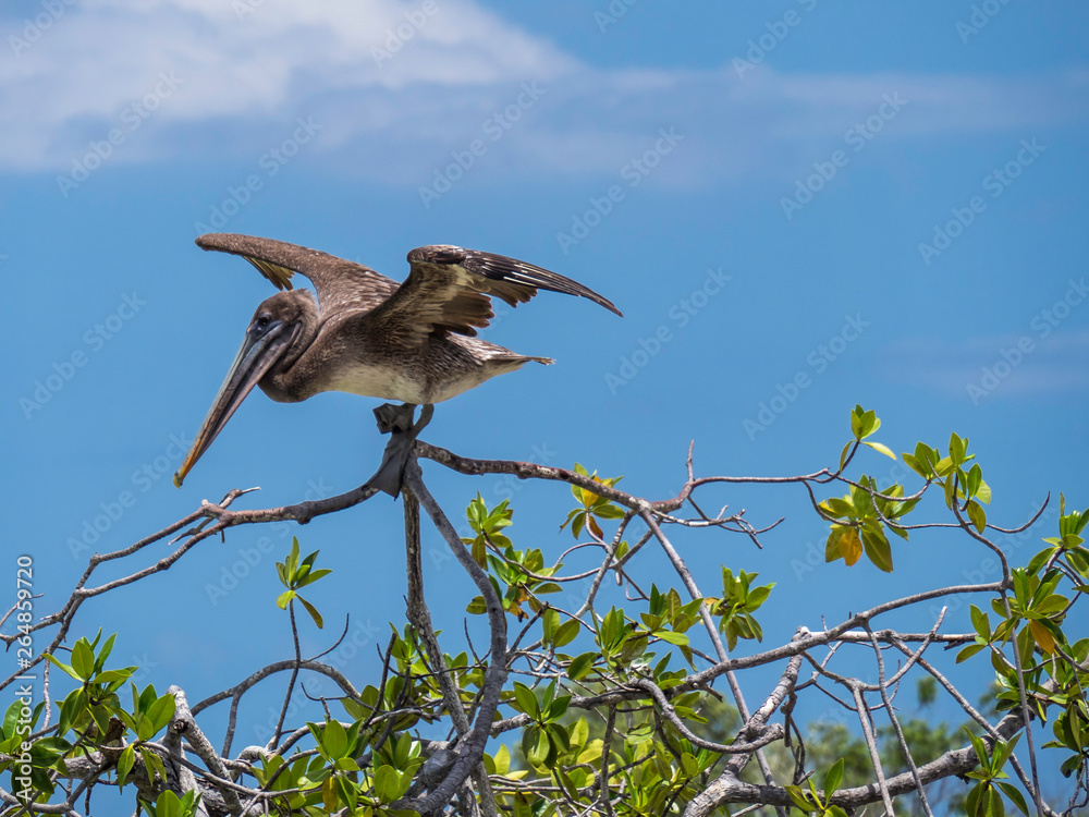 beautiful Galapagos Brown Pelican bird extending its wings