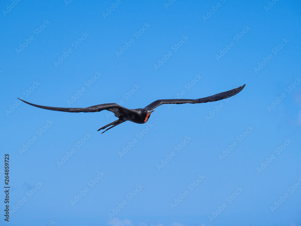 Magnificent male frigatebird soaring through the blue sky near Galapagos Islands, Ecuador