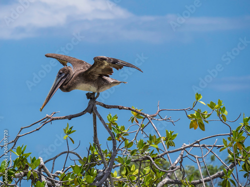 Obraz na płótnie beautiful Galapagos Brown Pelican bird extending its wings w salonie