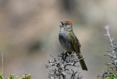 A Green-tailed Towhee (Pipilo chlorurus) perched in a tree, shot in Black Canyon of the Gunnison National Park, Colorado. photo