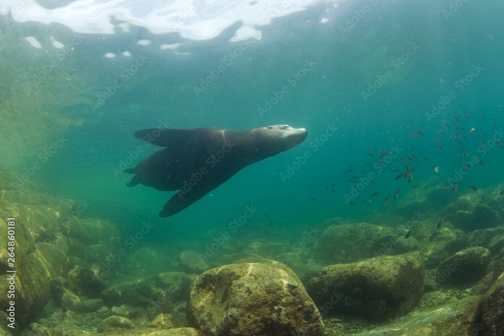 Fototapeta premium California sea lion, zalophus californianus, Mexico, seal, Espritu Santo national park