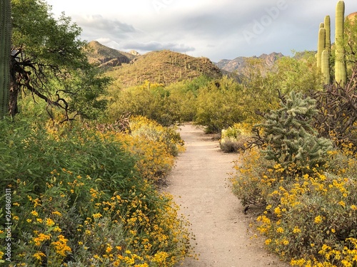 Southwest Arizona Hiking Trail at Sabino Canyon in Tucson, Arizona in Spring. photo