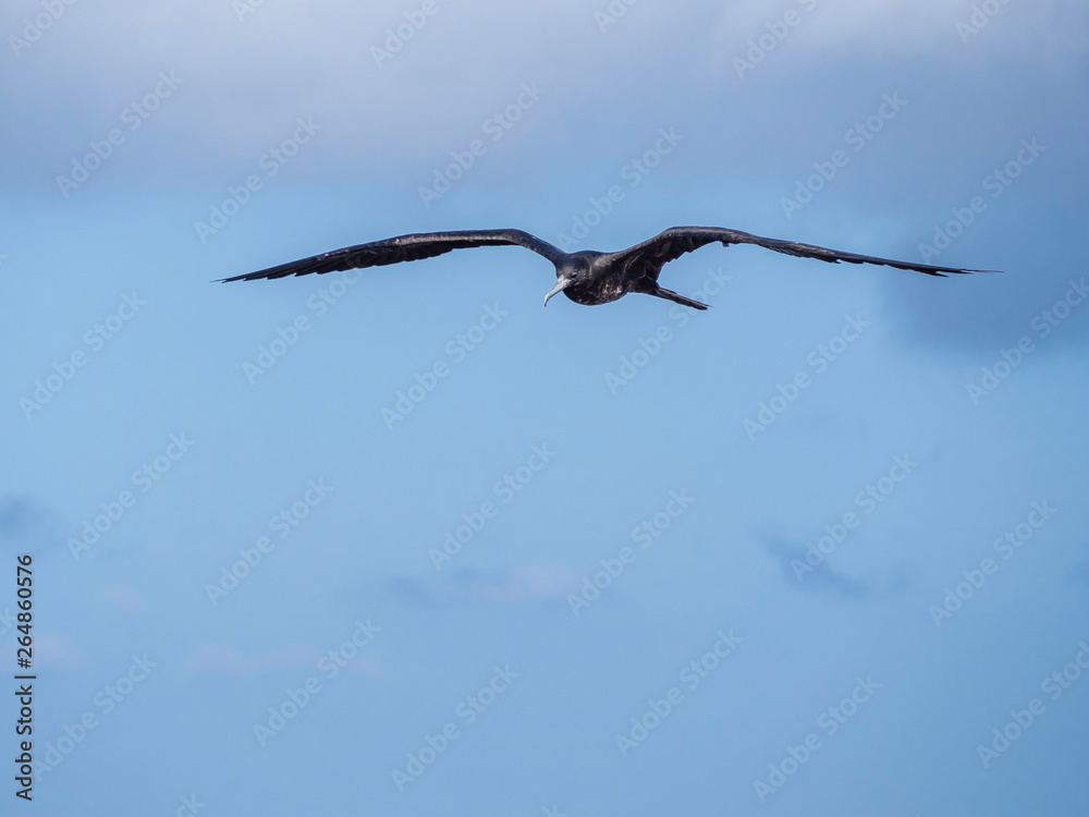 Magnificent female frigatebird soaring through the blue sky near Galapagos Islands, Ecuador Magnificent female frigatebird soaring through the blue sky near Galapagos Islands, Ecuador