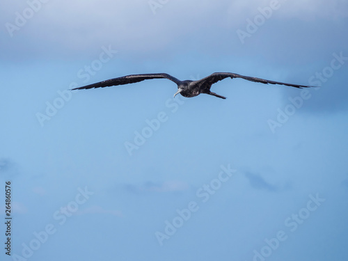 Obraz na płótnie Magnificent female frigatebird soaring through the blue sky near Galapagos Islands, Ecuador w salonie