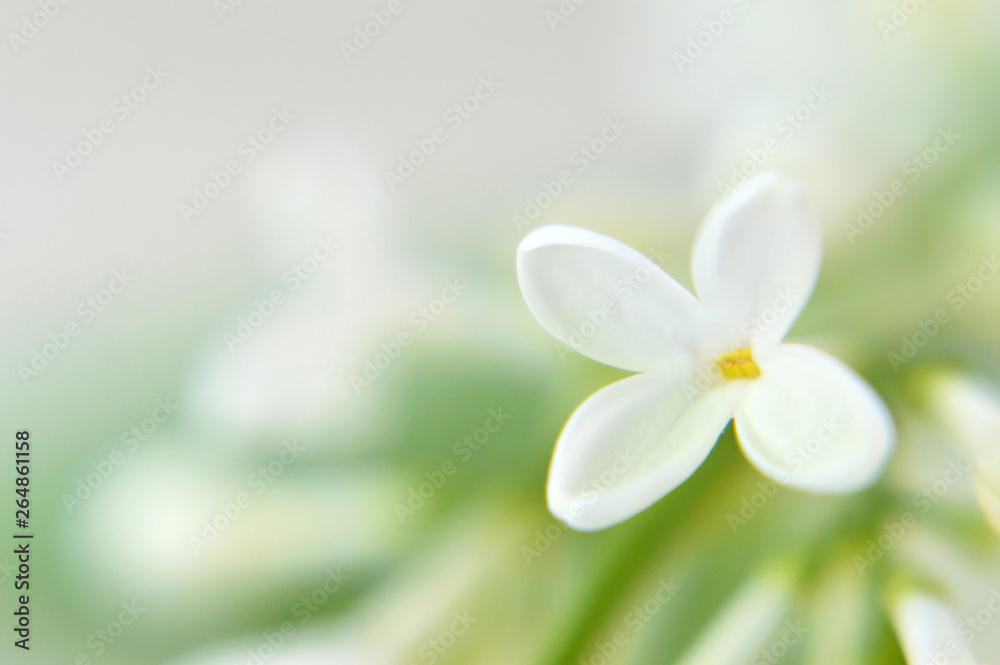 Fototapeta premium Mothers Day background. Floral background with copy space