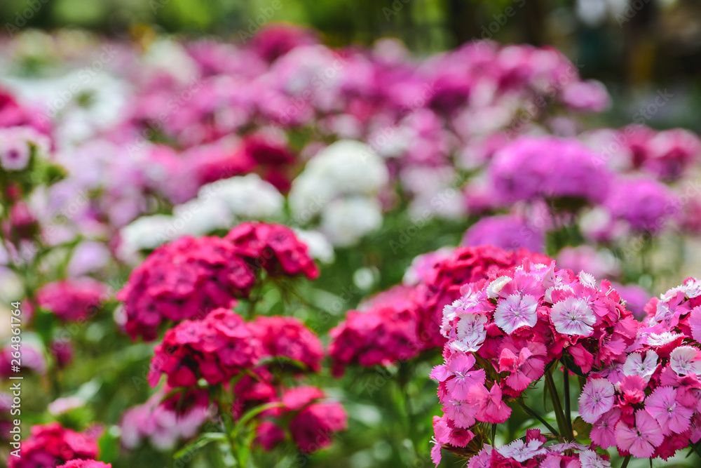 Close-up blooming carnation glory pink flower Dianthus barbatus. Pink and purple flowers. Close-up blooming carnation glory pink flower Dianthus barbatus. Pink and purple flowers.